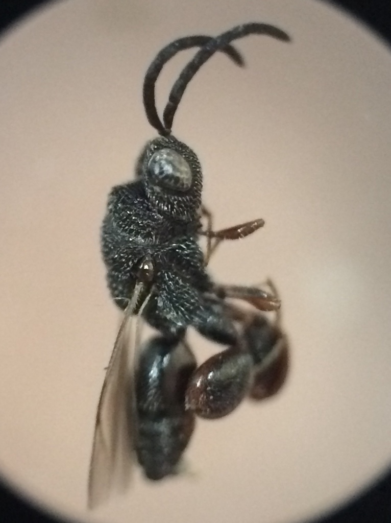 Parastypiura