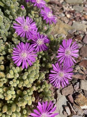 Drosanthemum