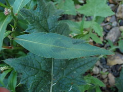 Persicaria maculosa