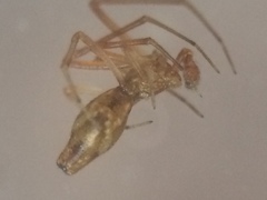 Neospintharus