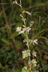 Podosphaera clandestina