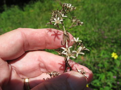 Phlox maculata