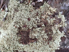 Xanthoparmelia viriduloumbrina
