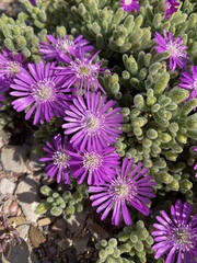 Drosanthemum