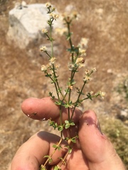 Galium multiflorum