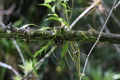 Image of Epidendrum nocturnum