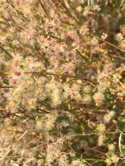 Galium multiflorum
