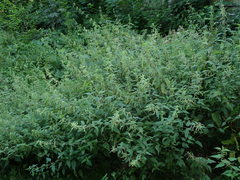 Urtica dioica