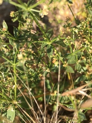 Galium multiflorum