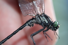 Hylogomphus adelphus
