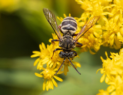 Triepeolus pectoralis