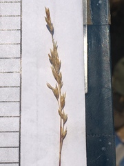 Poa secunda