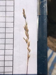 Poa secunda