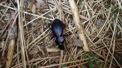 Carabus purpurascens