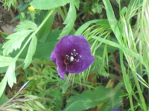 Amapola Morada (Roemeria hybrida) · iNaturalist Panamá