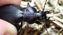 Carabus purpurascens