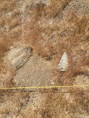 Thomomys talpoides