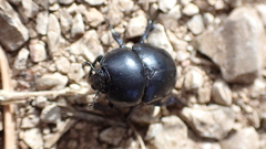 Trypocopris vernalis