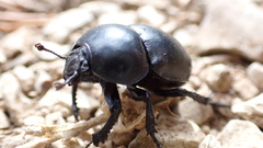 Trypocopris vernalis