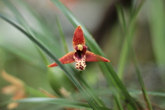 Maxillaria tenuifolia