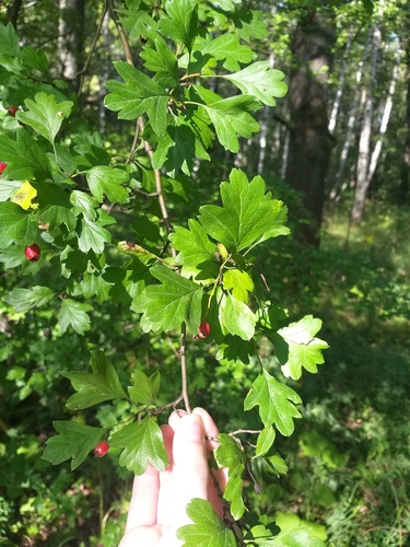 Наблюдение на iNaturalist