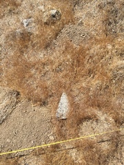 Thomomys talpoides