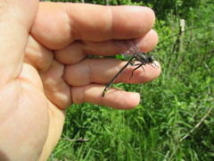 Phanogomphus quadricolor