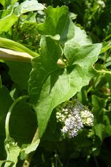 Mikania periplocifolia