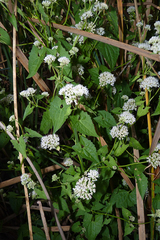 Mikania periplocifolia