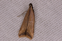 Dichomeris heriguronis