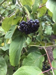Chionanthus retusus