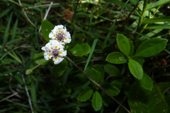 Phyla nodiflora minor