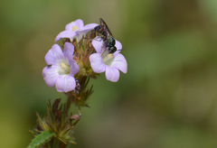 Calloceratina