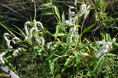 Persicaria acuminata