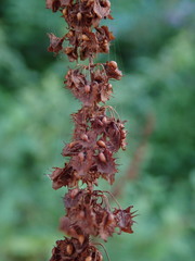 Rumex obtusifolius
