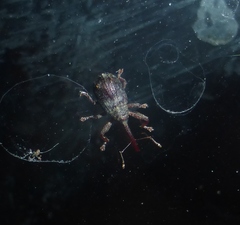 Anthonomus quadrigibbus