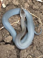 Cacophis squamulosus