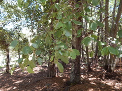 Alnus acuminata arguta