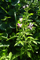 Cleome titubans