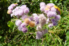 Urolepis hecatantha