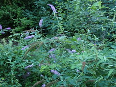 Buddleja davidii