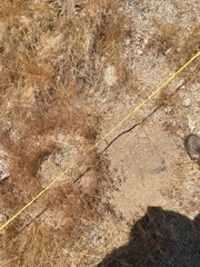Thomomys talpoides