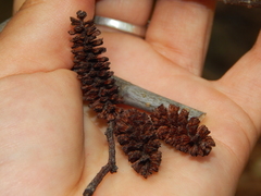 Alnus acuminata arguta