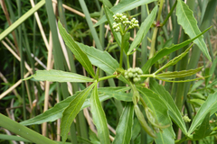Cissus palmata