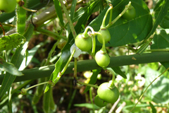 Cissus palmata
