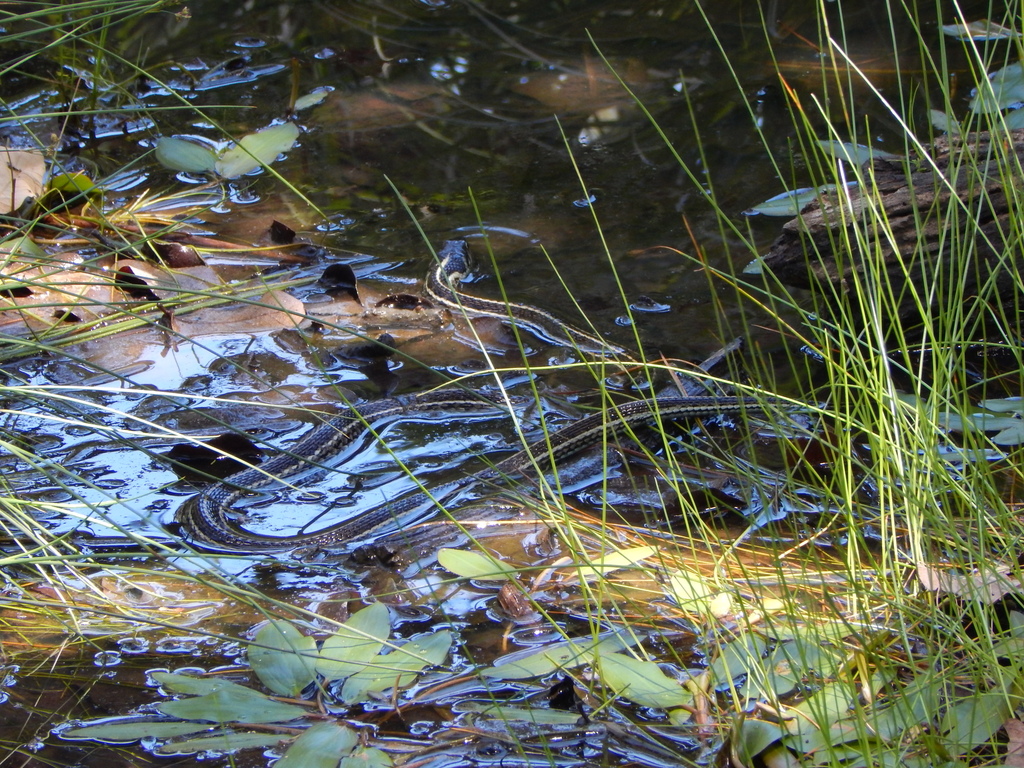 Blue-striped Mexican Garter Snake