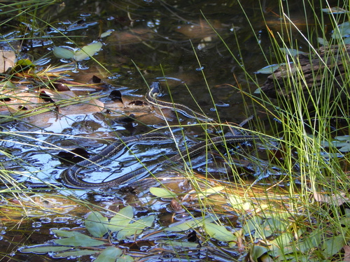 Blue-striped Mexican Garter Snake