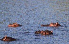 Hippopotamus amphibius