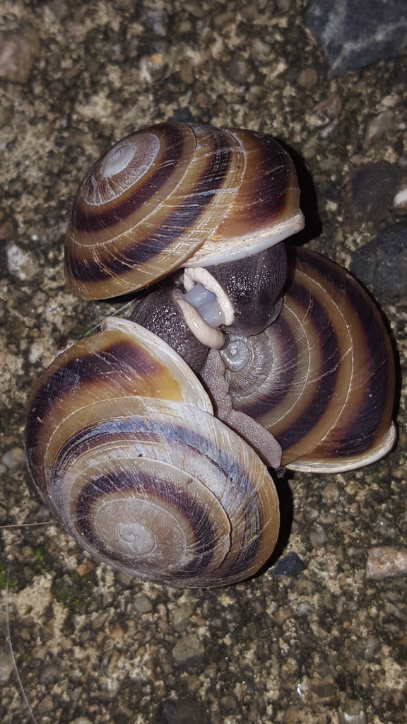 banded caracol