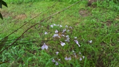 Ionopsis utricularioides